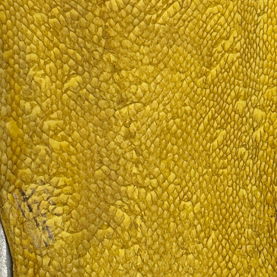 Cuir de truite – Collection Soleil & Terre | Tannage végétal mimosa – Cuir marin France