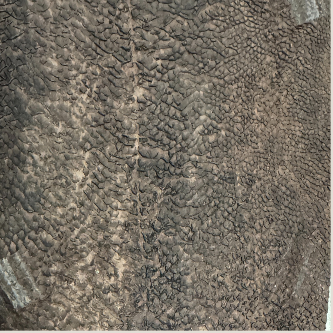 Cuir de truite- Signature Naturelle – Teintes profondes (Carbone, Marine, Chocolat)