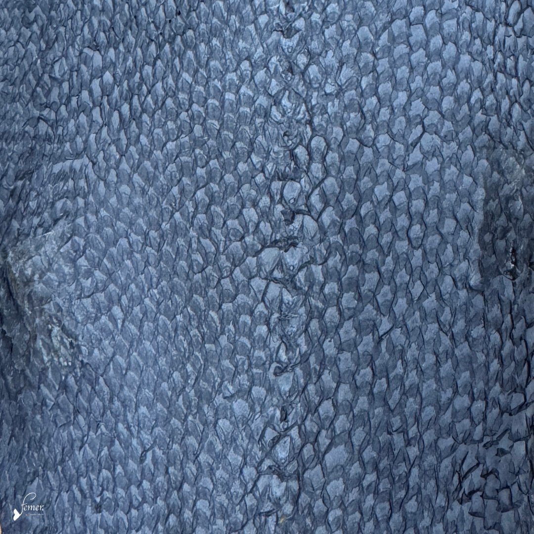 Cuir de truite- Signature Naturelle – Teintes profondes (Carbone, Marine, Chocolat)